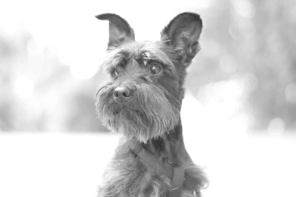 Yorkie Schnauzer Mix