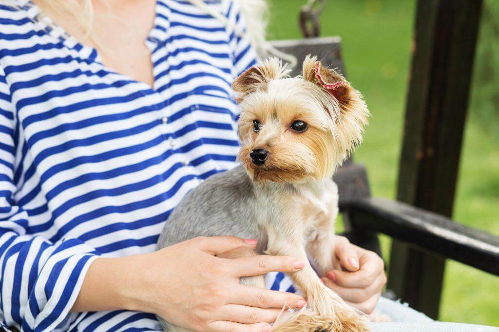 Yorkie Service Dog