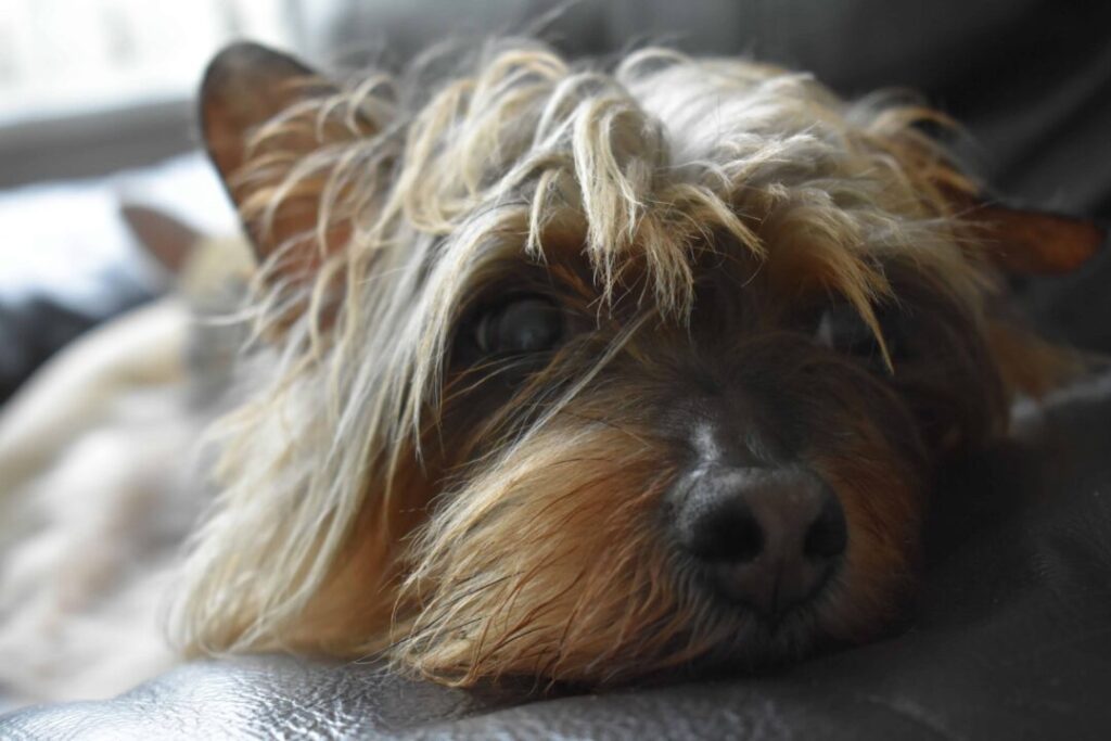 Yorkie shih Tzu