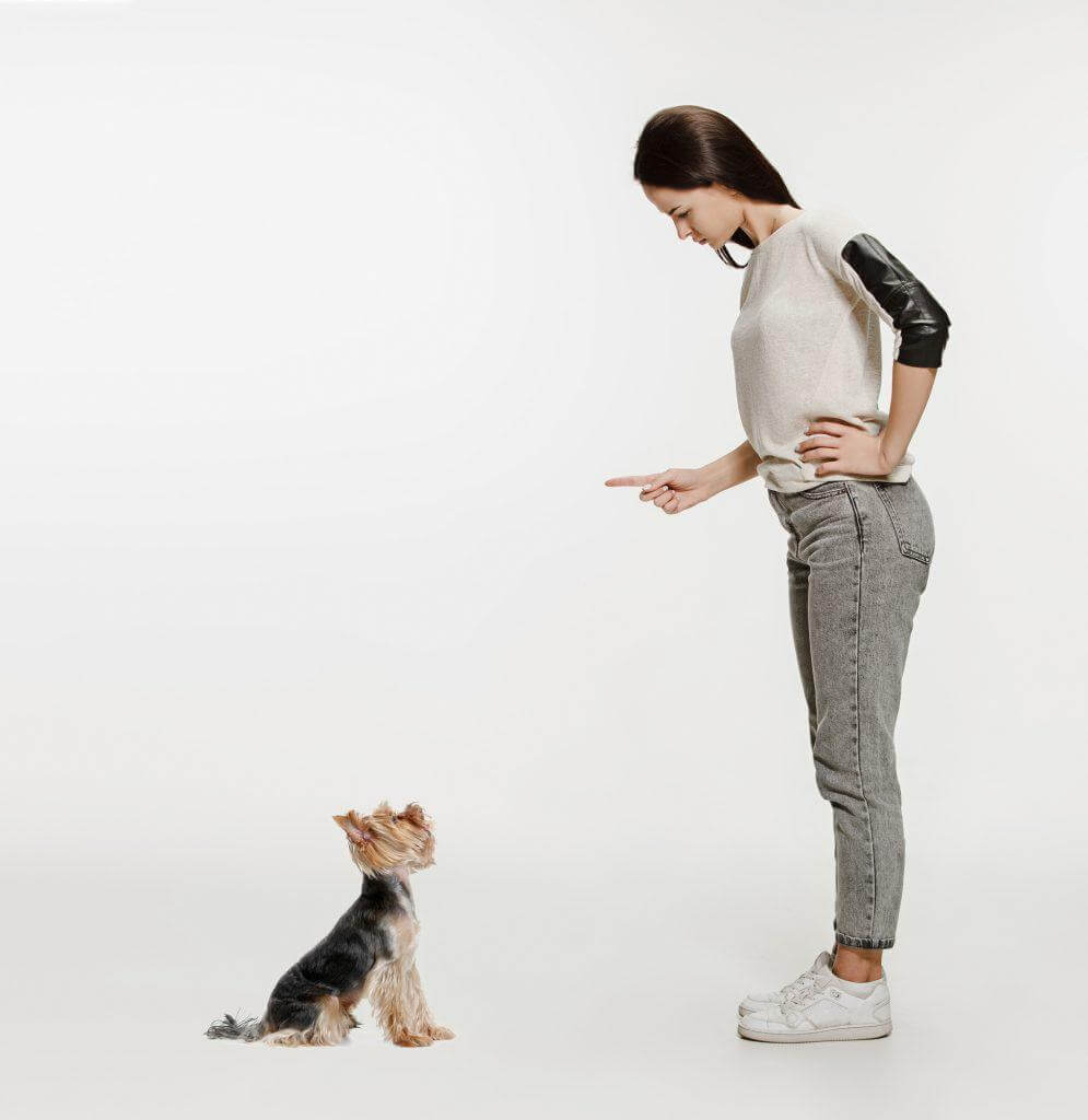 Yorkie Training