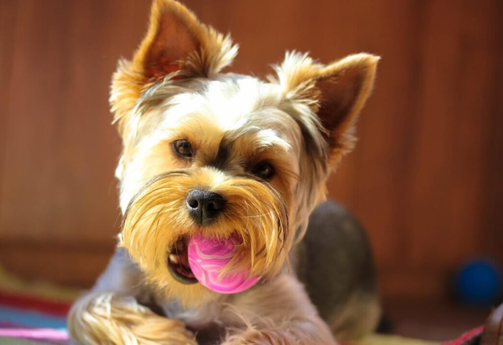 Yorkie With Toy