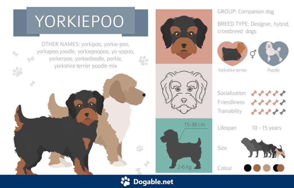 Yorkiepoo Infographic