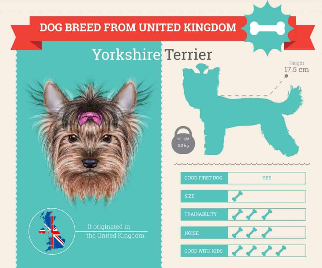 Yorkie Infographic