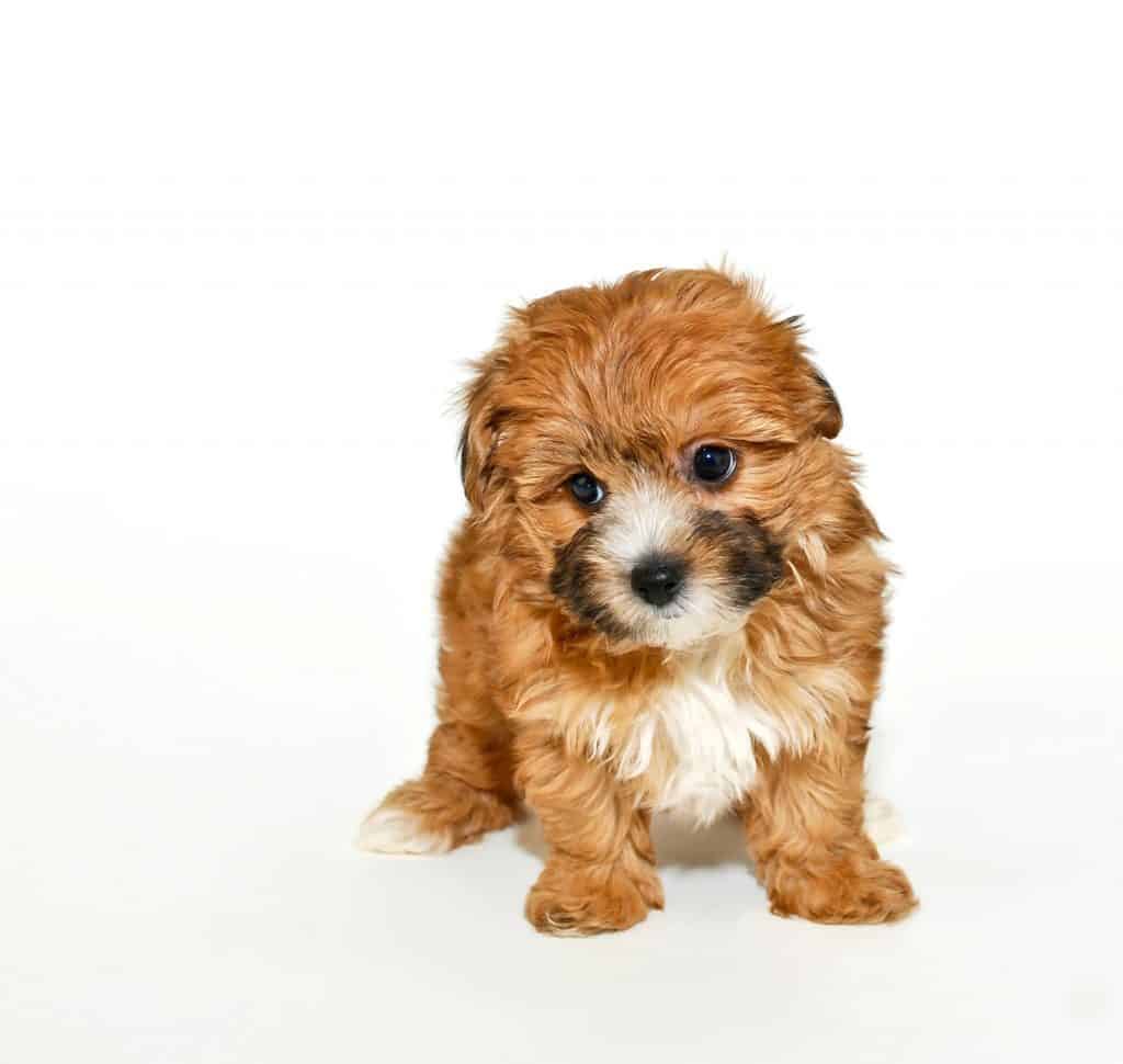 Yorkshire Terrier Poodle Mix AKA Yorkipoo