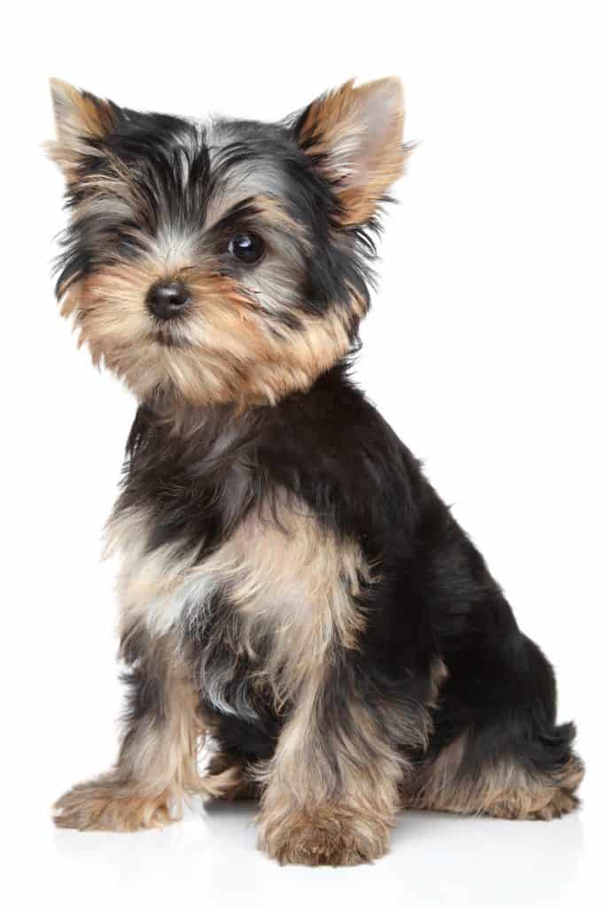 Yorkshire Terrier Puppy