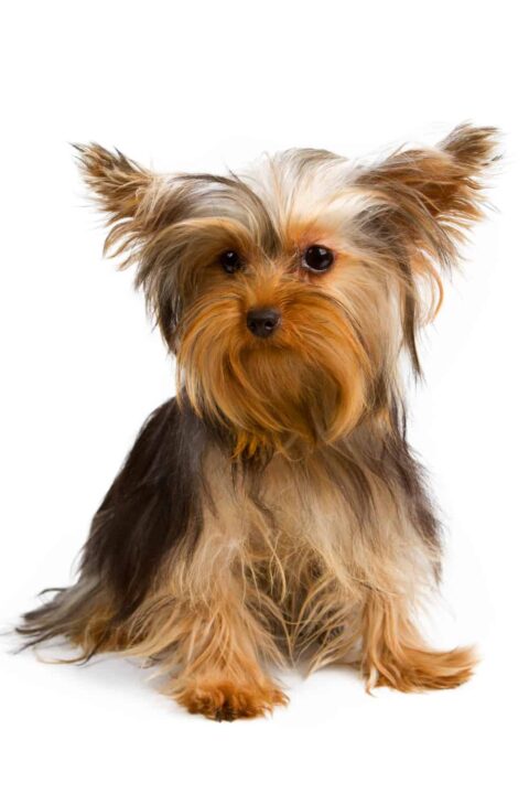 Yorkshire Terrier
